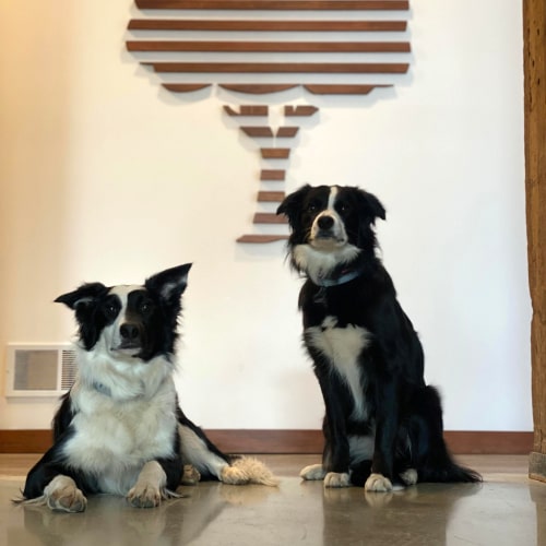Trek and Roam, Dogs at Creative Building Concepts